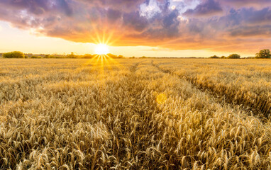 Naklejka premium beautiful summer sunset in a wheaten shiny field with golden wheat and sun rays, deep blue cloudy sky and road, rows leading far away, valley landscape