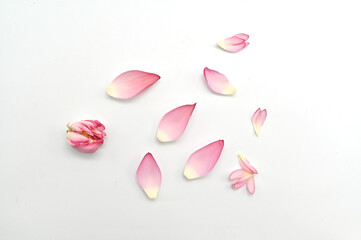 LOTUS PETALS TOP VIEW WITH SELECTIVE FOCUS.