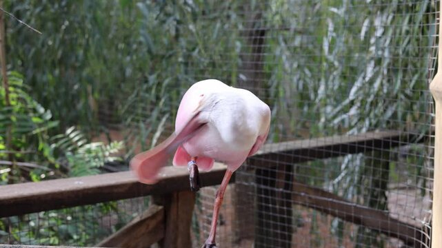platalea ajaja bird in the zoo