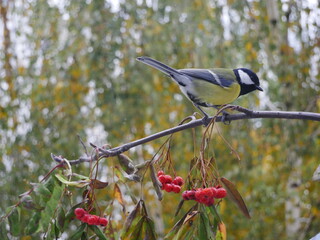 Tit on a rowan branch in the forest.