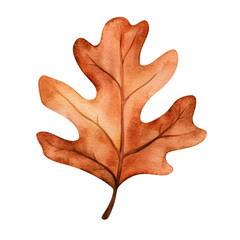 Fototapeta premium Autumn Oak Leaf: A Vibrant Symbol of Nature's Transition