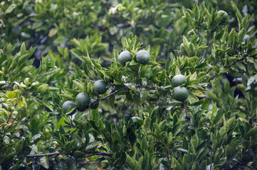 Tangerine tree with green fruits in the rain