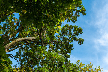 A large oak tree with green leaves reaches for the blue sky, a few white clouds visible in the distance