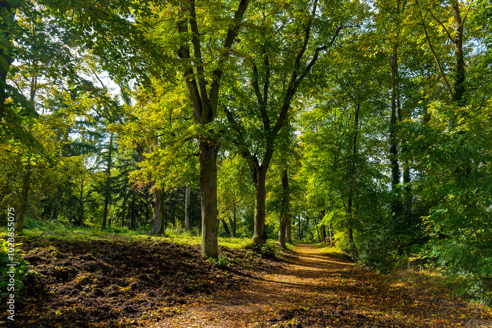 Wall mural path through a forest with trees and leaves on the ground. the leaves are yellow and brown, and the 