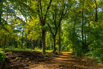 path through a forest with trees and leaves on the ground. The leaves are yellow and brown, and the trees are tall and green. Scene is peaceful and serene, as the viewer is surrounded by nature