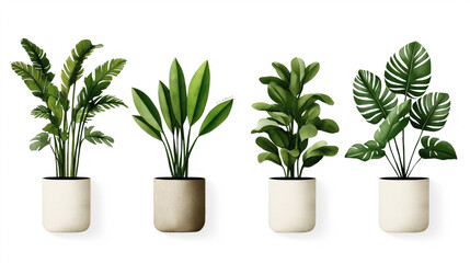 Obraz premium Illustration of four different types of potted houseplants with green leaves arranged in a row against a white background.