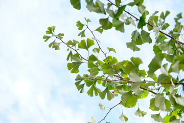 ginkgo tree leaves on sky background