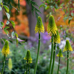 Stunning yellow coloured red hot poker Kniphofia flowers amid deep autumn colours at Wisley garden, Woking, Surrey UK.