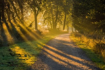Fototapeta premium The sun is shining through the trees, casting a warm glow on the path