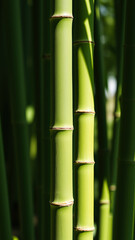 Fototapeta premium close- look at a lush green bamboo stalk