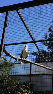 Egyptian volture in the zoo vertical video