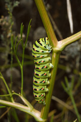 beautiful green spotted Papilio machaon or Old World swallowtail caterpillar on plant. Soft focused vertical macro shot