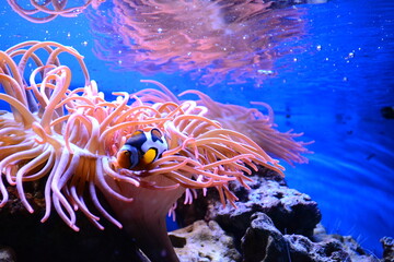 Where is Nemo: Percula clownfish (Amphiprion percula).
Nemo fishes swimming in the clean water. 
