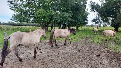White wild horses walking on the green grass. 