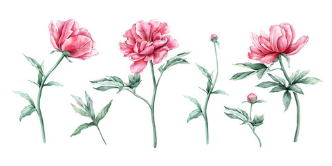 Watercolor set of delicate pink peony flowers in full bloom. Hand drawn illustration beautiful floral clipart. Summer botanical plant on isolated. Elements for design invitations anniversary.