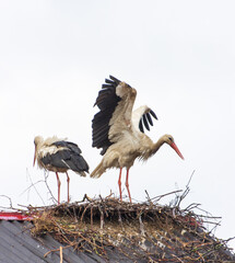 two storks in a nest on the roof.