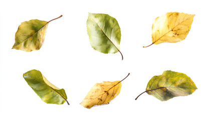 Naklejka premium A collection of six autumn leaves of various shades of yellow and green isolated on a white background.