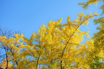 Ginkgo leave. Yellow ginkgo leave in autumn with blue sky