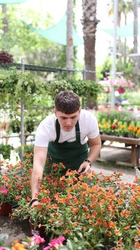 Man florist in apron holding pot mimulus aurantiacus (bush monkey flower) in flower shop. High quality 4k footage