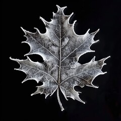 Naklejka premium Delicate frost pattern graces a single holly leaf showcasing intricate details on a stark black background