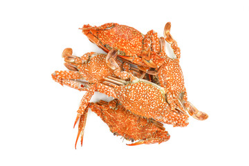 Steamed Blue Crabs on the white background