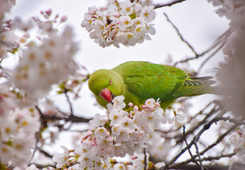 A ring-necked parakeet, also known as rose-ringed parakeet, munches on the flowers of a cherry blossom tree.