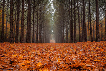 Obraz premium Autumn pathway through a pine forest with vibrant red leaves