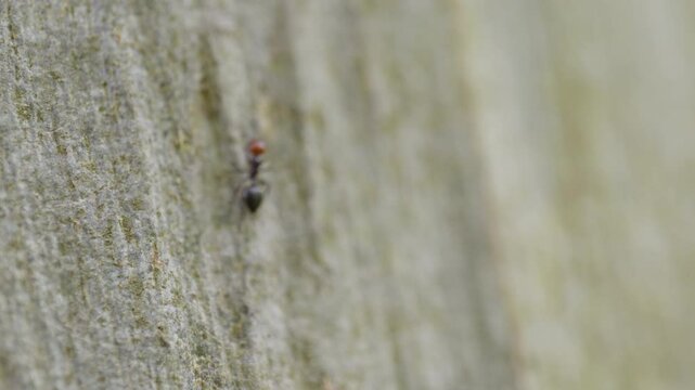 close-up shot of a red-headed ant walking on the bark of a tree in slow motion