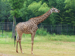 Fototapeta premium giraffe in the zoo