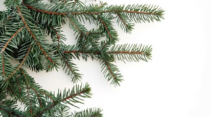 christmas background with christmas branches and decorations