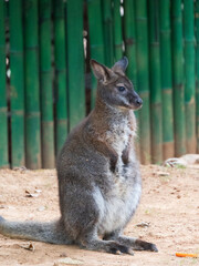 kangaroo in the zoo
