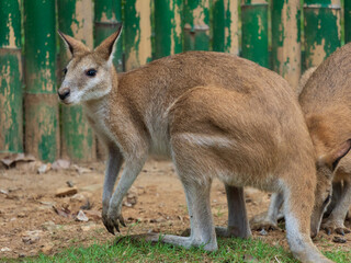kangaroo in the zoo
