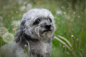 Fluffy little grey dog in the grass
