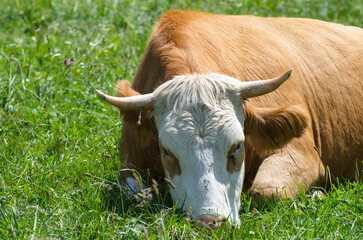 Kühe auf der Sommer-Weide 
Cows on summer pasture