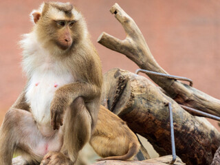 Naklejka premium monkeys