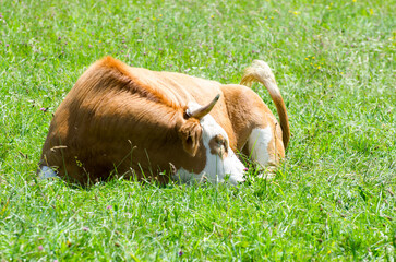Kühe auf der Sommer-Weide 
Cows on summer pasture