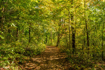 Le parc du Mont-Royal pendant l'automne à Montreal Canada