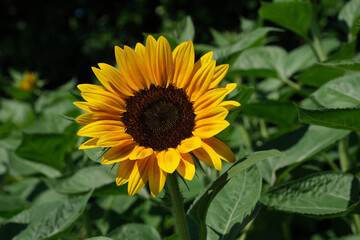 Obraz premium Sunflowers blooming in the park