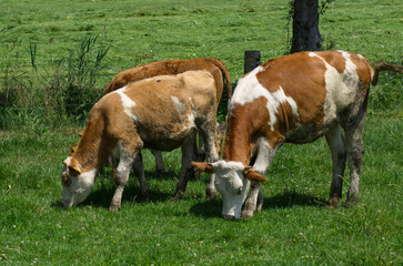 Obraz premium Kühe auf der Sommer-Weide Cows on summer pasture