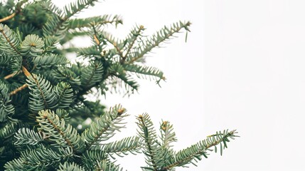 christmas background with christmas branches and decorations
