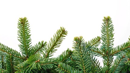 christmas background with christmas branches and decorations