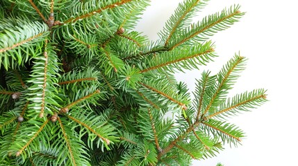 christmas background with christmas branches and decorations