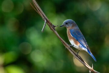 Bluebird perched on a tree branch