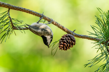 Carolina chickadee perched on a tree branch
