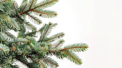 christmas background with christmas branches and decorations