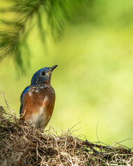 Bluebird perched on a tree branch