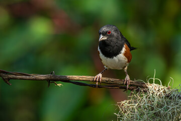 Male Eastern Towhee Perched on a tree branch