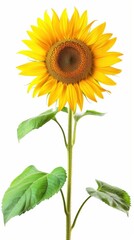 Fototapeta premium Bright yellow sunflower, white background, 4K hyperrealistic photo