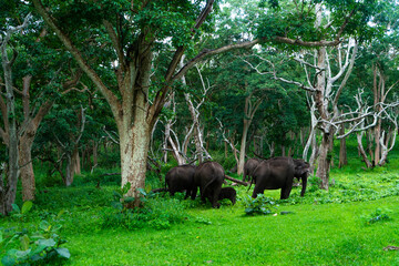 buffalo in the forest