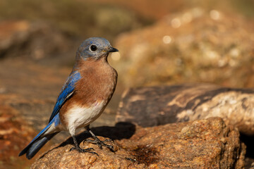 Bluebird perched on a rock
